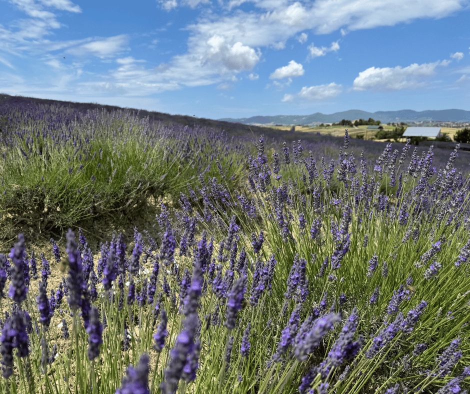 lavendel veld in heuvels van toscane